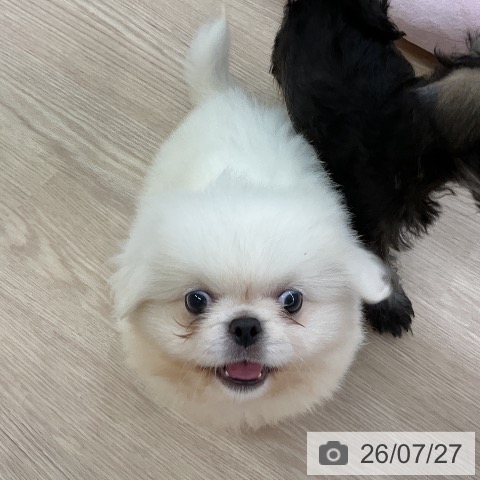 ペキニーズの写真
