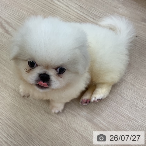 ペキニーズの写真