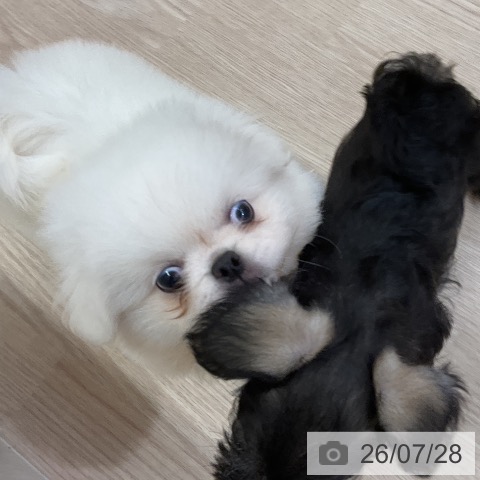 ペキニーズの写真