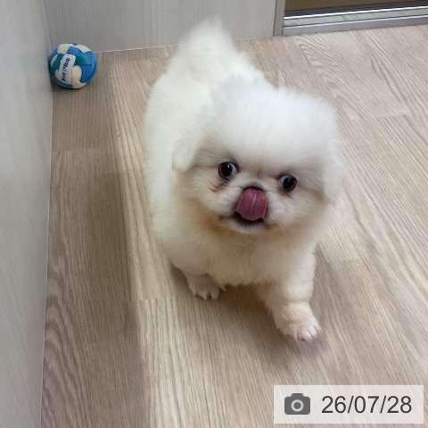ペキニーズの写真