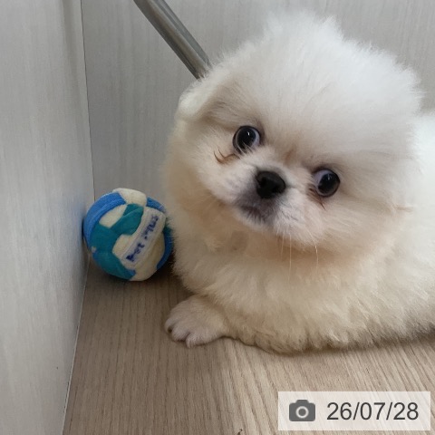 ペキニーズの写真