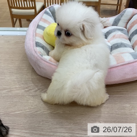 ペキニーズの写真