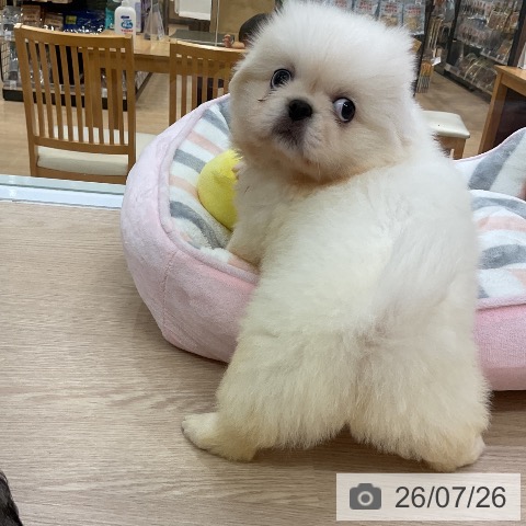 ペキニーズの写真