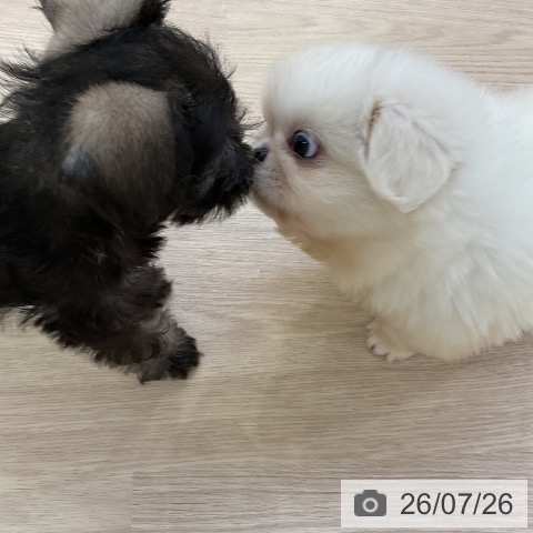 ペキニーズの写真
