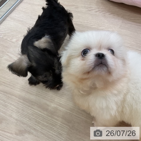 ペキニーズの写真