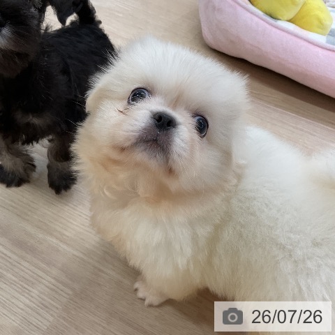 ペキニーズの写真