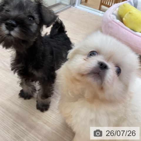 ペキニーズの写真