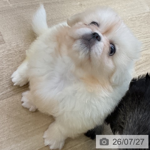 ペキニーズの写真