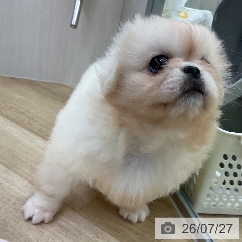 ペキニーズの写真