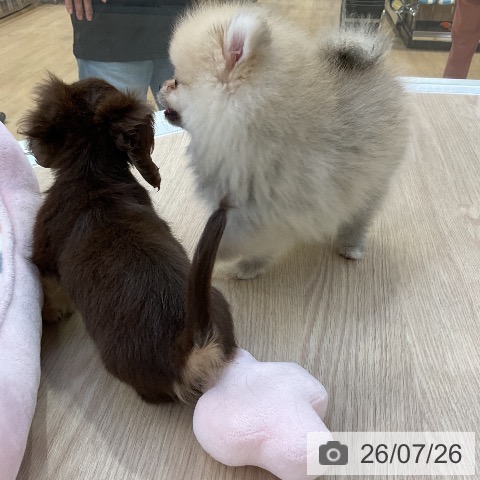 ポメラニアンの写真