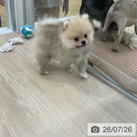 ポメラニアンの写真