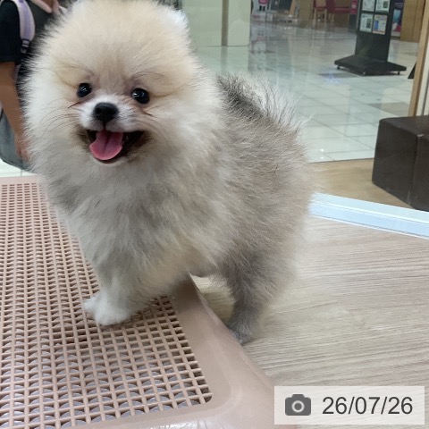 ポメラニアンの写真