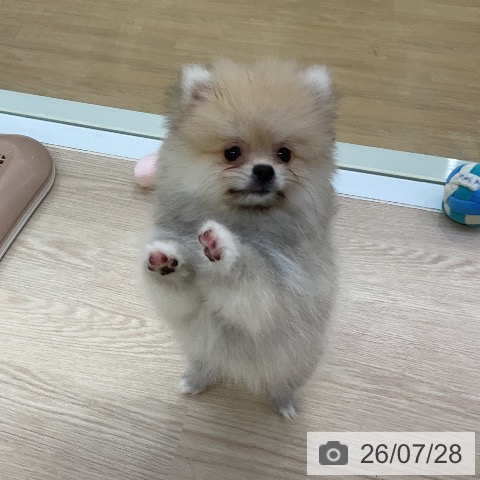 ポメラニアンの写真