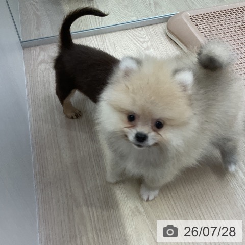 ポメラニアンの写真
