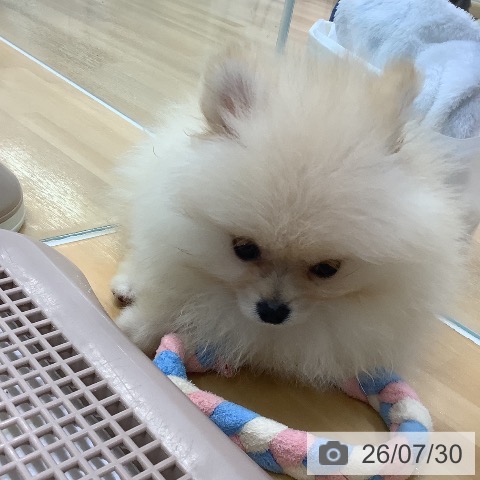 ポメラニアンの写真