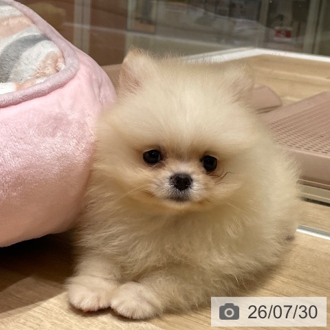 埼玉県のポメラニアン (ペットプラス ららぽーと富士見店/2026年5月27日生まれ/男の子/クリーム)の子犬の3枚目の画像