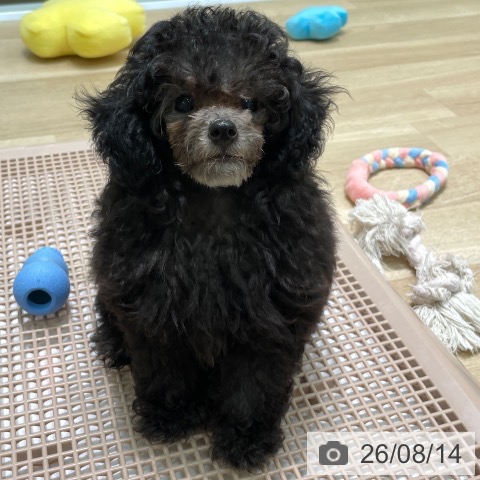 愛知県のトイプードル(トイ) (ペットプラス 則武新町店/2026年5月25日生まれ/男の子/グレー)の子犬の3枚目の画像