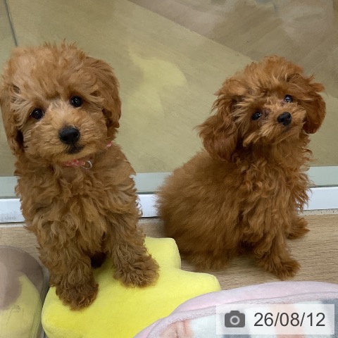 愛知県のトイプードル(トイ) (ペットプラス mozoワンダーシティ店/2026年5月27日生まれ/男の子/レッド)の子犬の4枚目の画像
