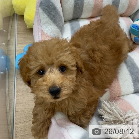 愛知県のトイプードル(トイ) (ペットプラス mozoワンダーシティ店/2026年5月27日生まれ/男の子/レッド)の子犬の3枚目の画像