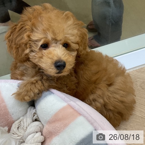 愛知県のトイプードル(トイ) (ペットプラス mozoワンダーシティ店/2026年5月27日生まれ/男の子/レッド)の子犬の4枚目の画像