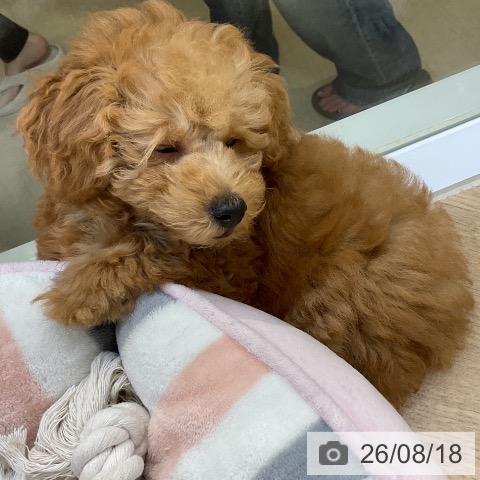愛知県のトイプードル(トイ) (ペットプラス mozoワンダーシティ店/2026年5月27日生まれ/男の子/レッド)の子犬の3枚目の画像
