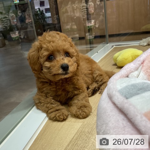 愛知県のトイプードル(トイ) (ペットプラス イオンモール豊川店/2026年5月27日生まれ/男の子/レッド)の子犬の3枚目の画像