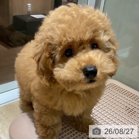 愛知県のトイプードル(トイ) (ペットプラス イオンモール豊川店/2026年5月27日生まれ/男の子/レッド)の子犬の3枚目の画像