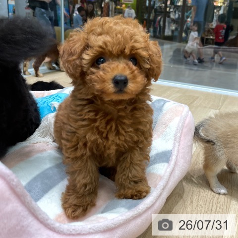 愛知県のトイプードル(トイ) (ペットプラス 則武新町店/2026年5月27日生まれ/男の子/レッド)の子犬の4枚目の画像