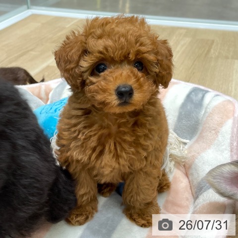 愛知県のトイプードル(トイ) (ペットプラス 則武新町店/2026年5月27日生まれ/男の子/レッド)の子犬の3枚目の画像