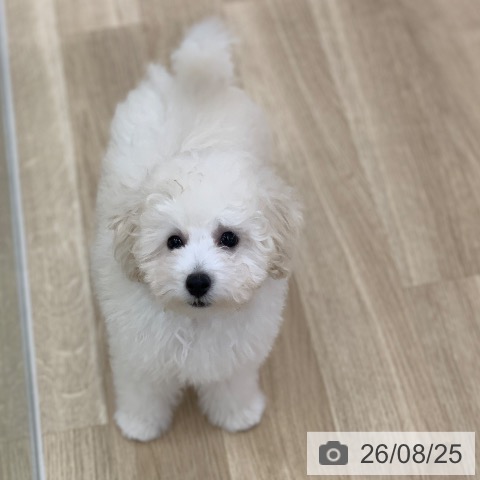 岐阜県のトイプードル(トイ) (ペットプラス 光ケ丘店/2026年5月26日生まれ/男の子/ホワイト)の子犬の4枚目の画像
