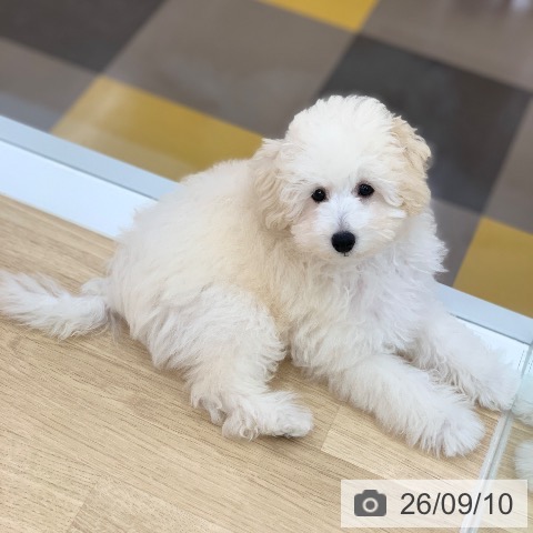 岐阜県のトイプードル(トイ) (ペットプラス 光ケ丘店/2026年5月26日生まれ/男の子/ホワイト)の子犬の4枚目の画像