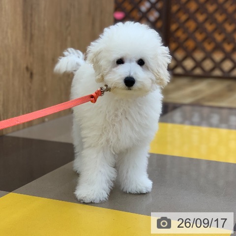 岐阜県のトイプードル(トイ) (ペットプラス 光ケ丘店/2026年5月26日生まれ/男の子/ホワイト)の子犬の4枚目の画像