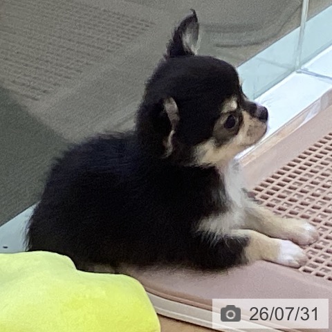 チワワの写真