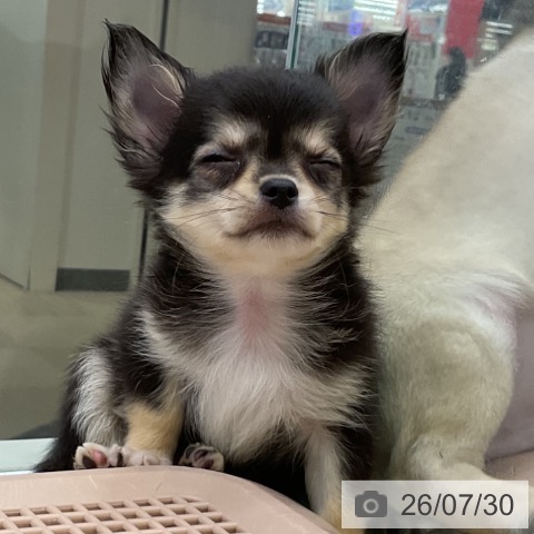 チワワの写真