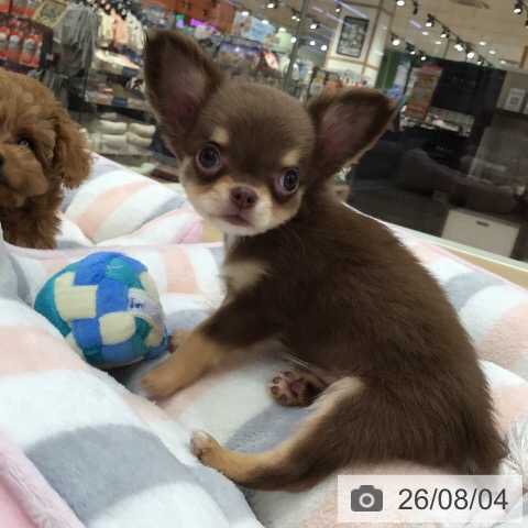 チワワの写真