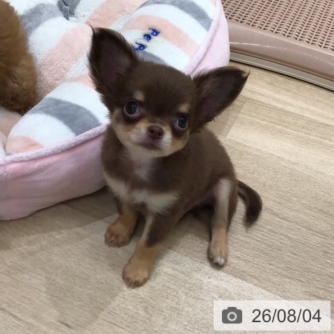 チワワの写真