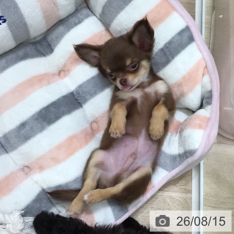 チワワの写真