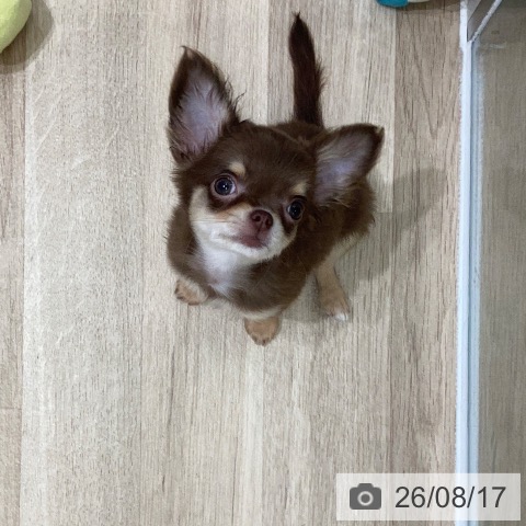 チワワの写真