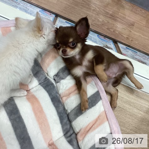 チワワの写真