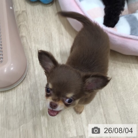 岐阜県のチワワ(ロング) (ペットプラス 各務原店/2026年5月25日生まれ/男の子/チョコレートタン)の子犬の4枚目の画像