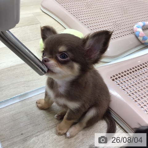 岐阜県のチワワ(ロング) (ペットプラス 各務原店/2026年5月25日生まれ/男の子/チョコレートタン)の子犬の3枚目の画像