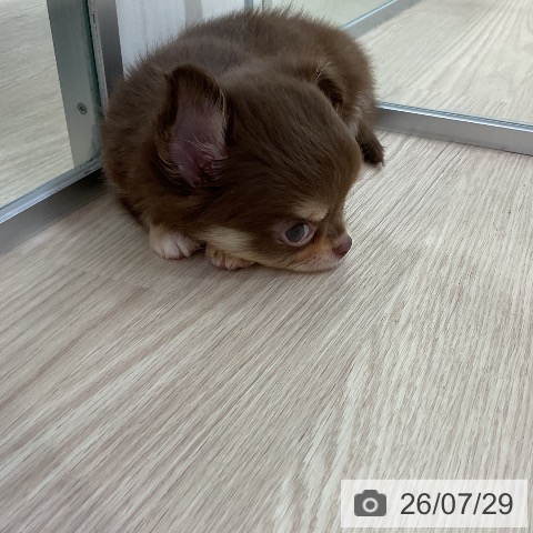 チワワの写真