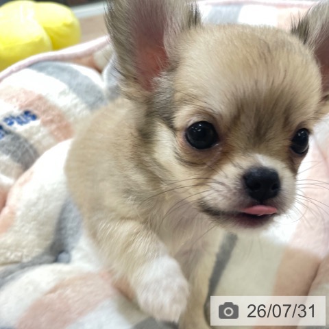 富山県のチワワ(ロング) (ペットプラス 高岡店/2026年5月26日生まれ/男の子/フォーンホワイト)の子犬の4枚目の画像