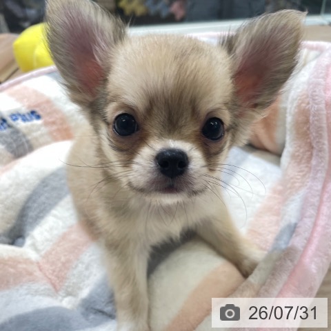 富山県のチワワ(ロング) (ペットプラス 高岡店/2026年5月26日生まれ/男の子/フォーンホワイト)の子犬の3枚目の画像