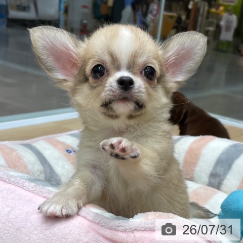 愛知県のチワワ(ロング) (ペットプラス 則武新町店/2026年5月26日生まれ/男の子/フォーンホワイト)の子犬の4枚目の画像