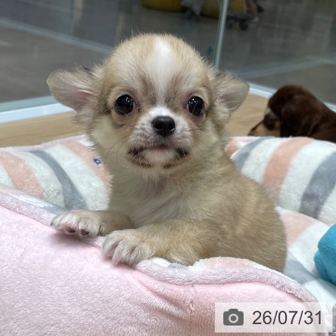 愛知県のチワワ(ロング) (ペットプラス 則武新町店/2026年5月26日生まれ/男の子/フォーンホワイト)の子犬の3枚目の画像