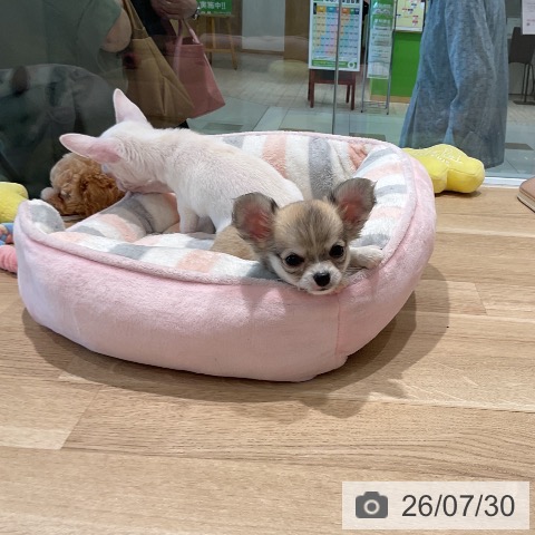 三重県のチワワ(ロング) (ペットプラス 鈴鹿店/2026年5月26日生まれ/女の子/フォーンホワイト)の子犬の4枚目の画像