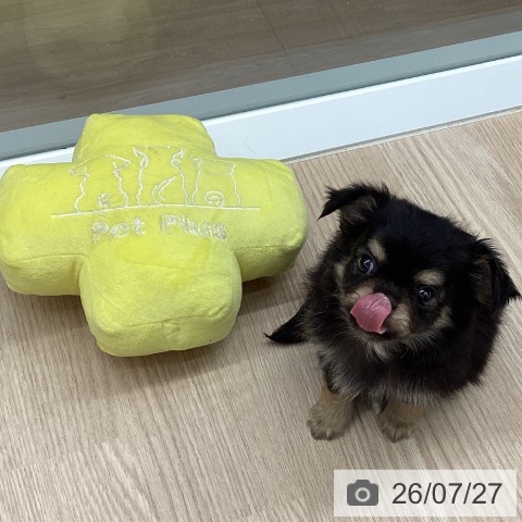 チワワの写真