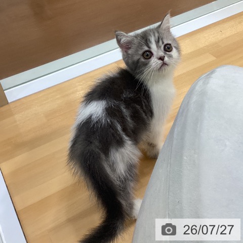 エキゾチックの写真