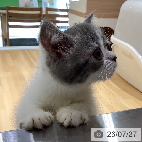 エキゾチックの写真